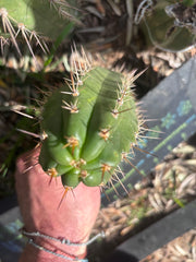 💎👑💎 Tulhuay — Rare Magenta Flower — 5” Pup
