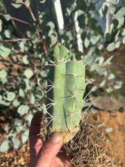 👑🌶️🌶️ SS02 — Rooted Mid