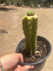 💎👑💎 Havran — Pup Graft on Seed Grown Rooted Stock