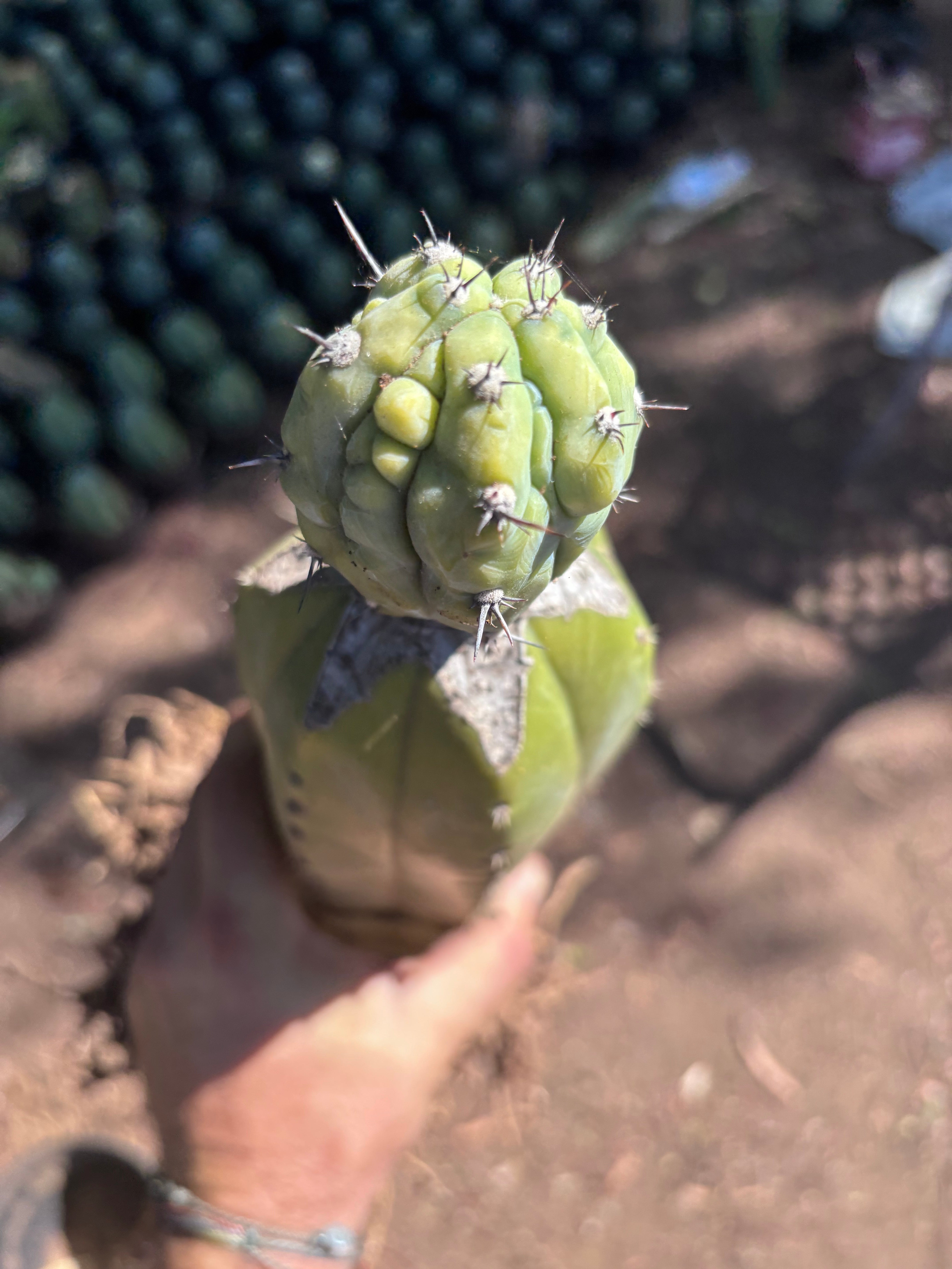 👑💎 Grecas — Established Tip Graft on Beefy Rooted PC