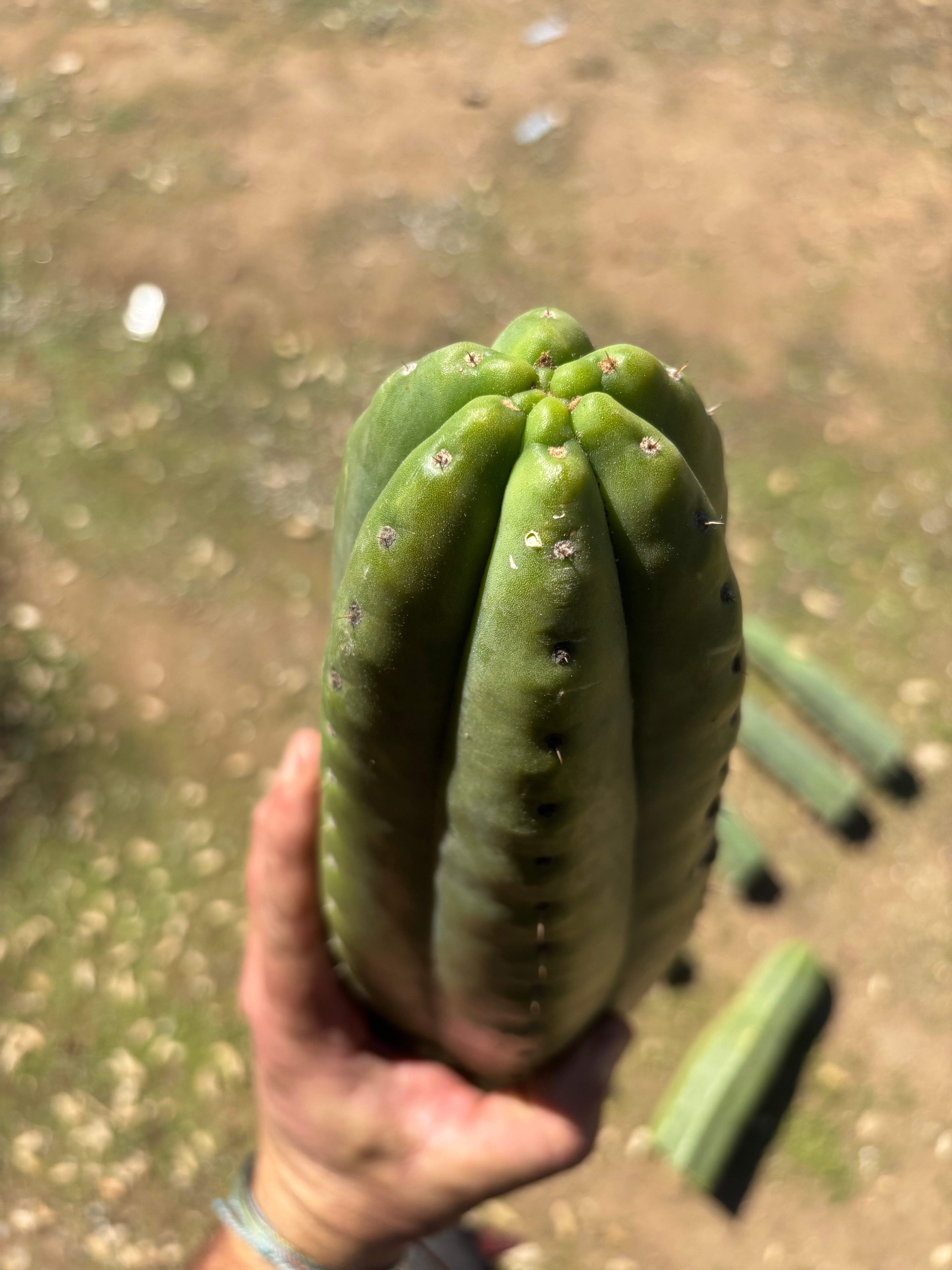 👑🌶️ Tom Juuls Giant  — Thick 12” Tips