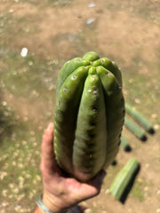 👑🌶️ Tom Juuls Giant  — Thick 12” Tips