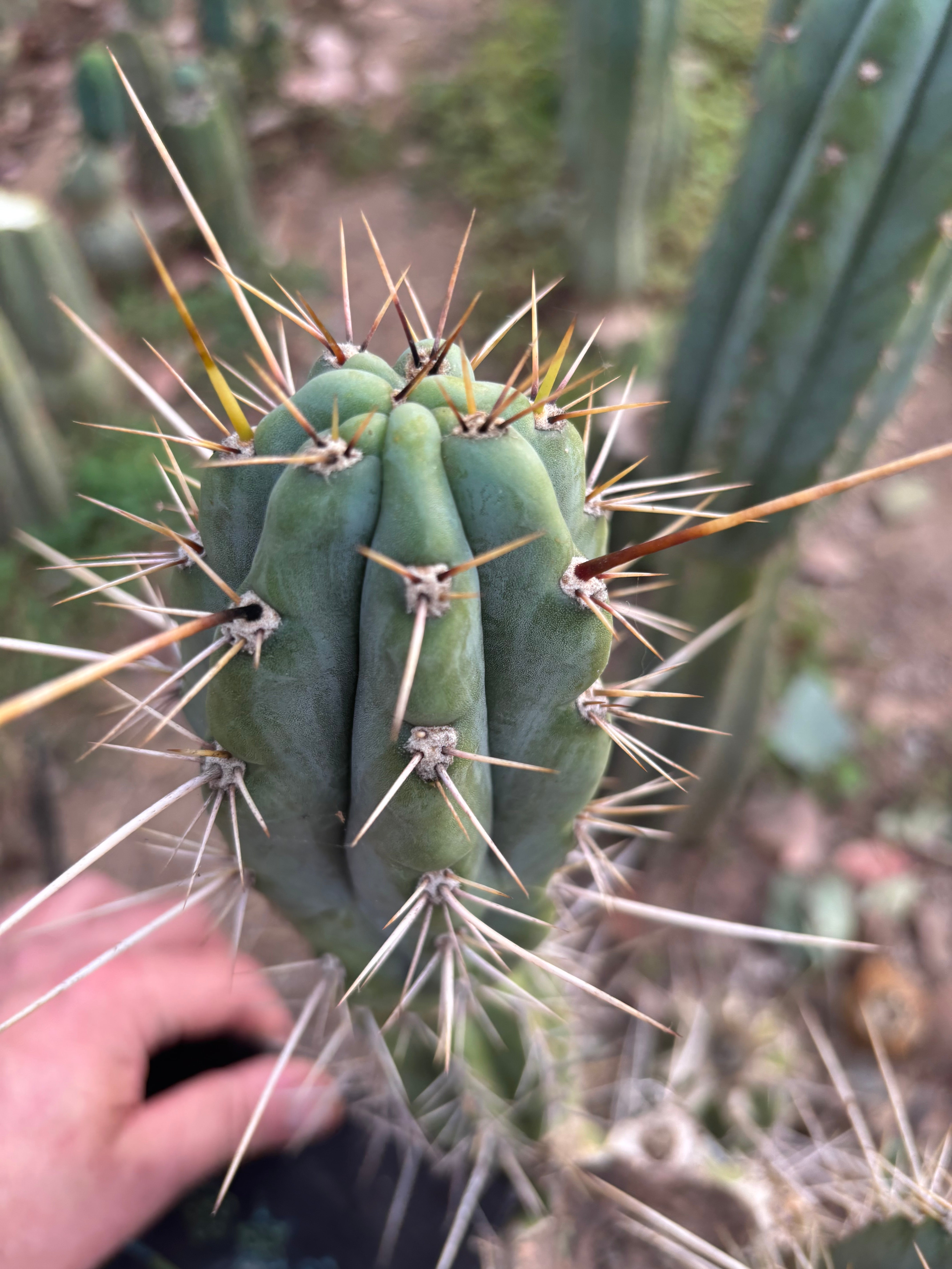 🌶️ Medicine Man x Validus — 10” Pup