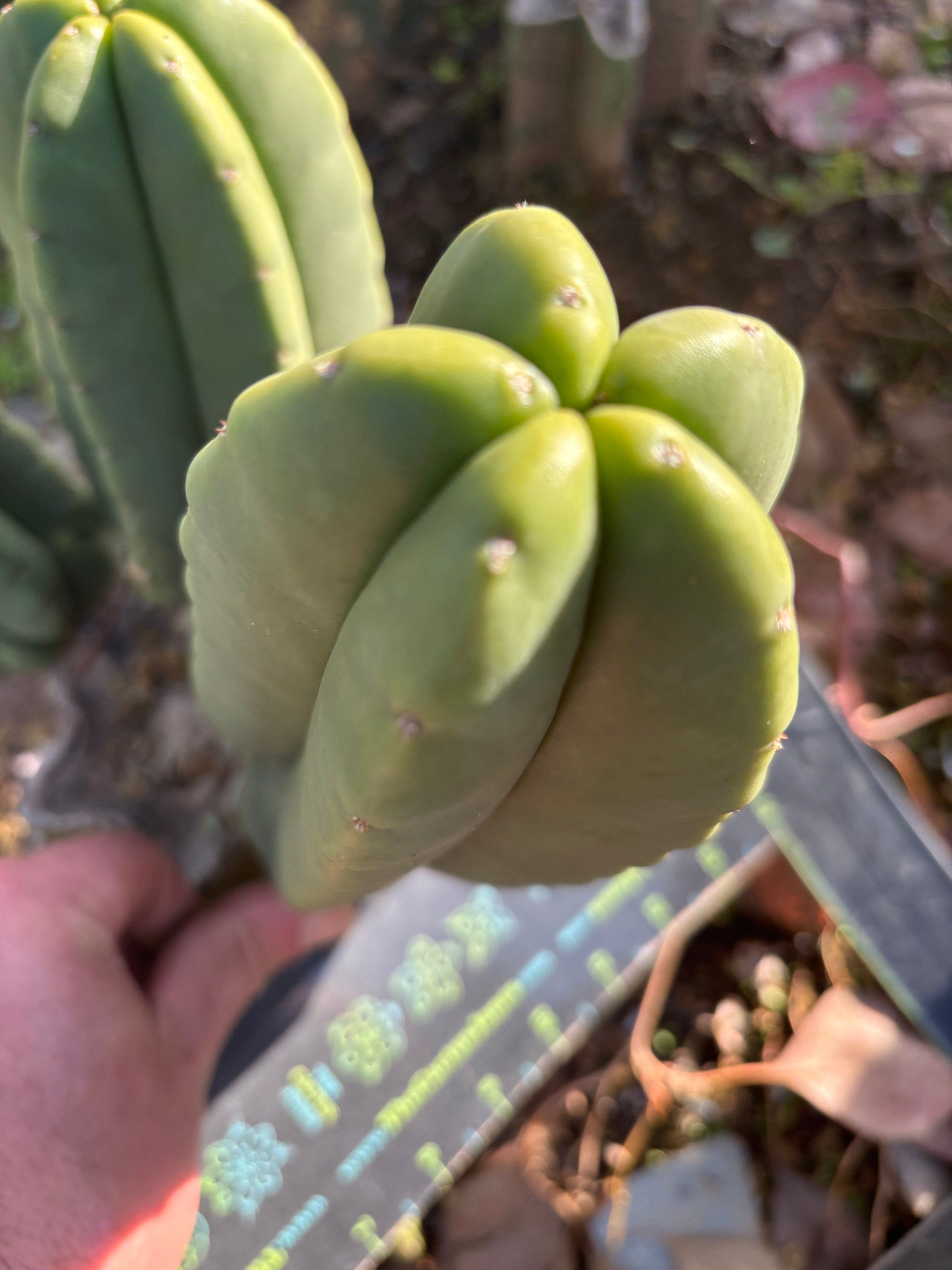 👑🌶️ Zulk — 9” Pup Melon