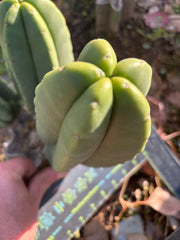 👑🌶️ Zulk — 9” Pup Melon