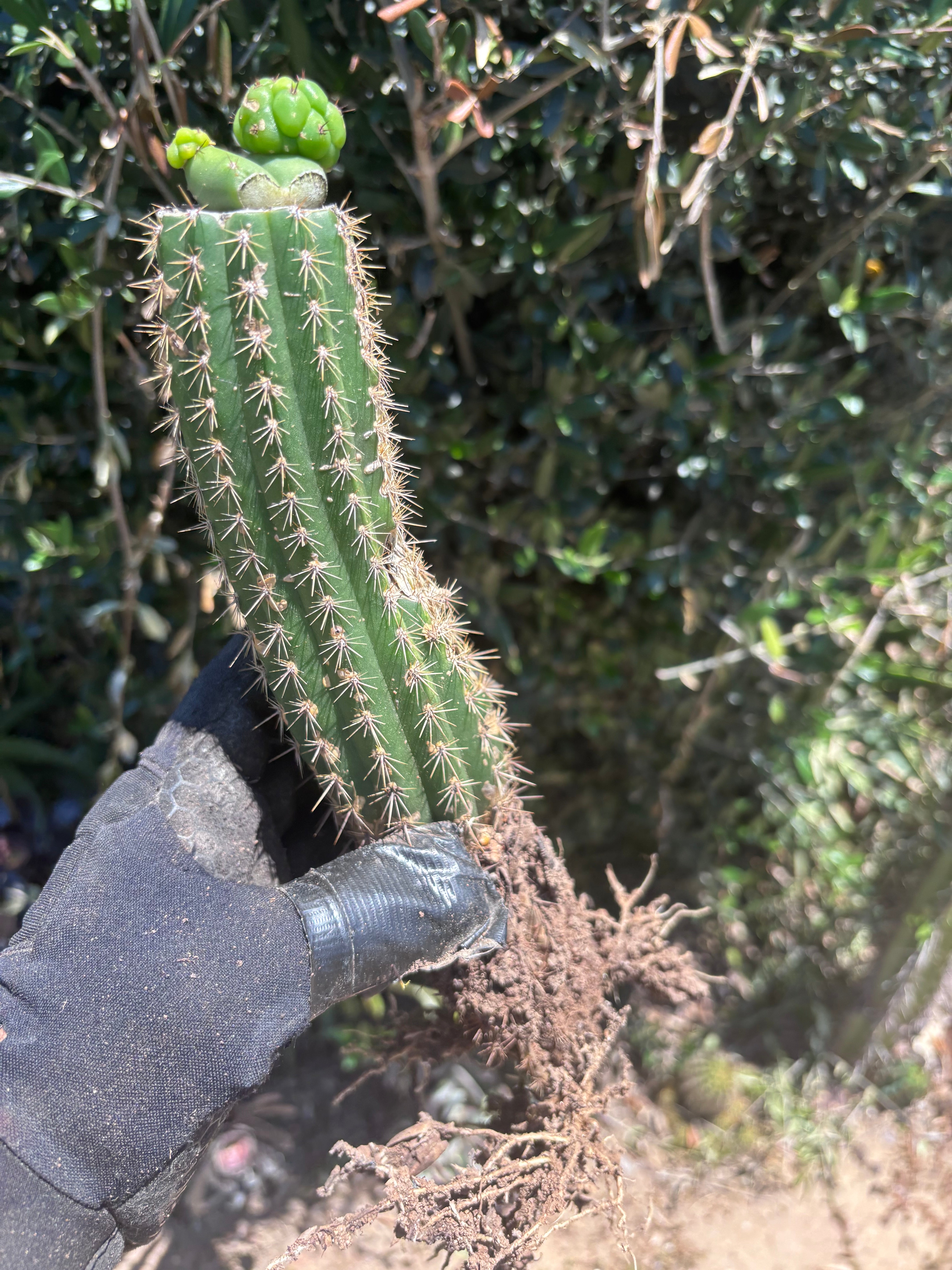 👑🌶️🌶️ KR04 — Another Whole Rooted Graft