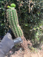 👑🌶️🌶️ KR04 — Another Whole Rooted Graft