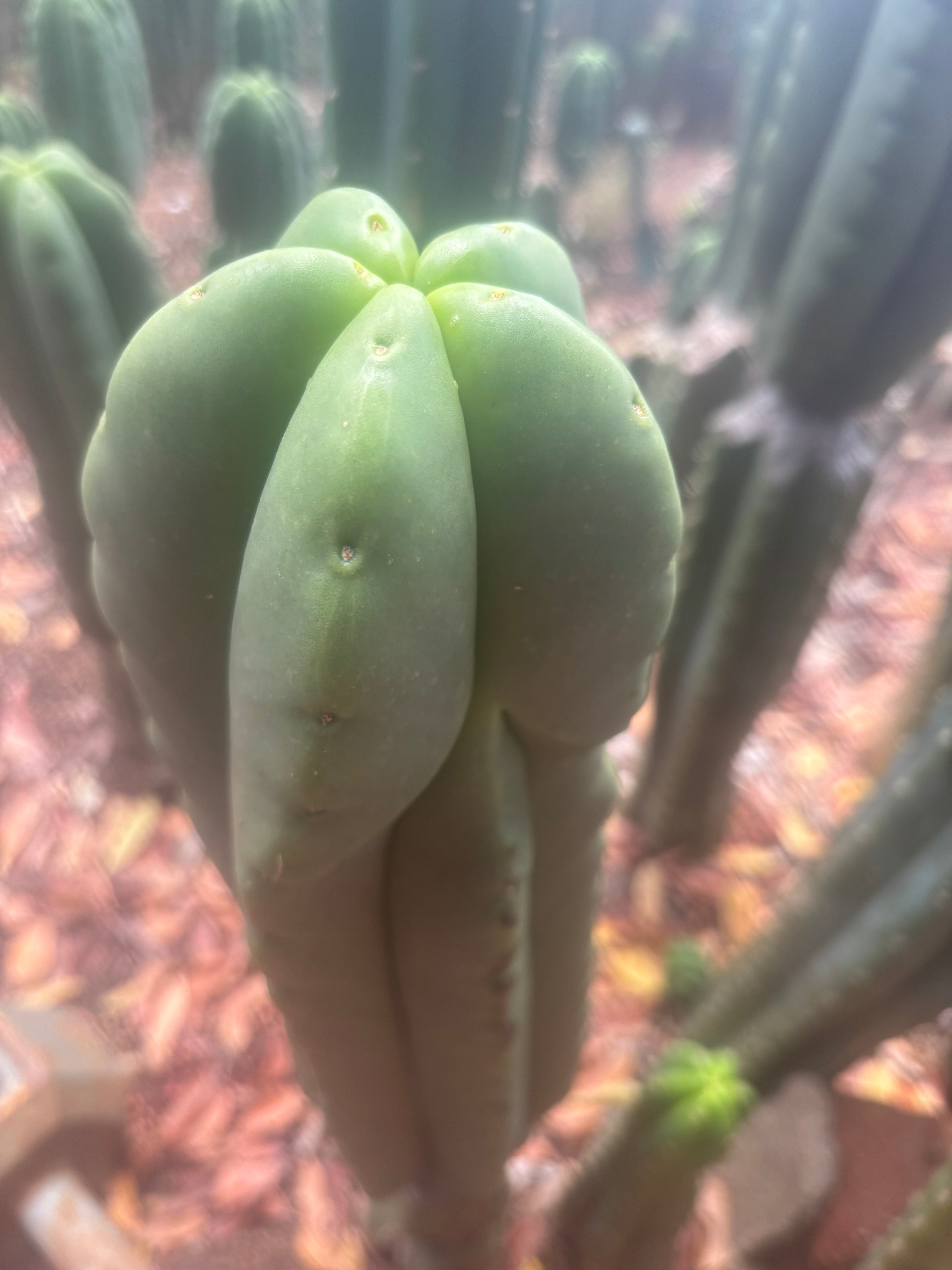 💎👑🌶️ Ferah — Chubby 9” Tip