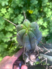 👑🌶️🌶️ Pala! — The Sunday Pup