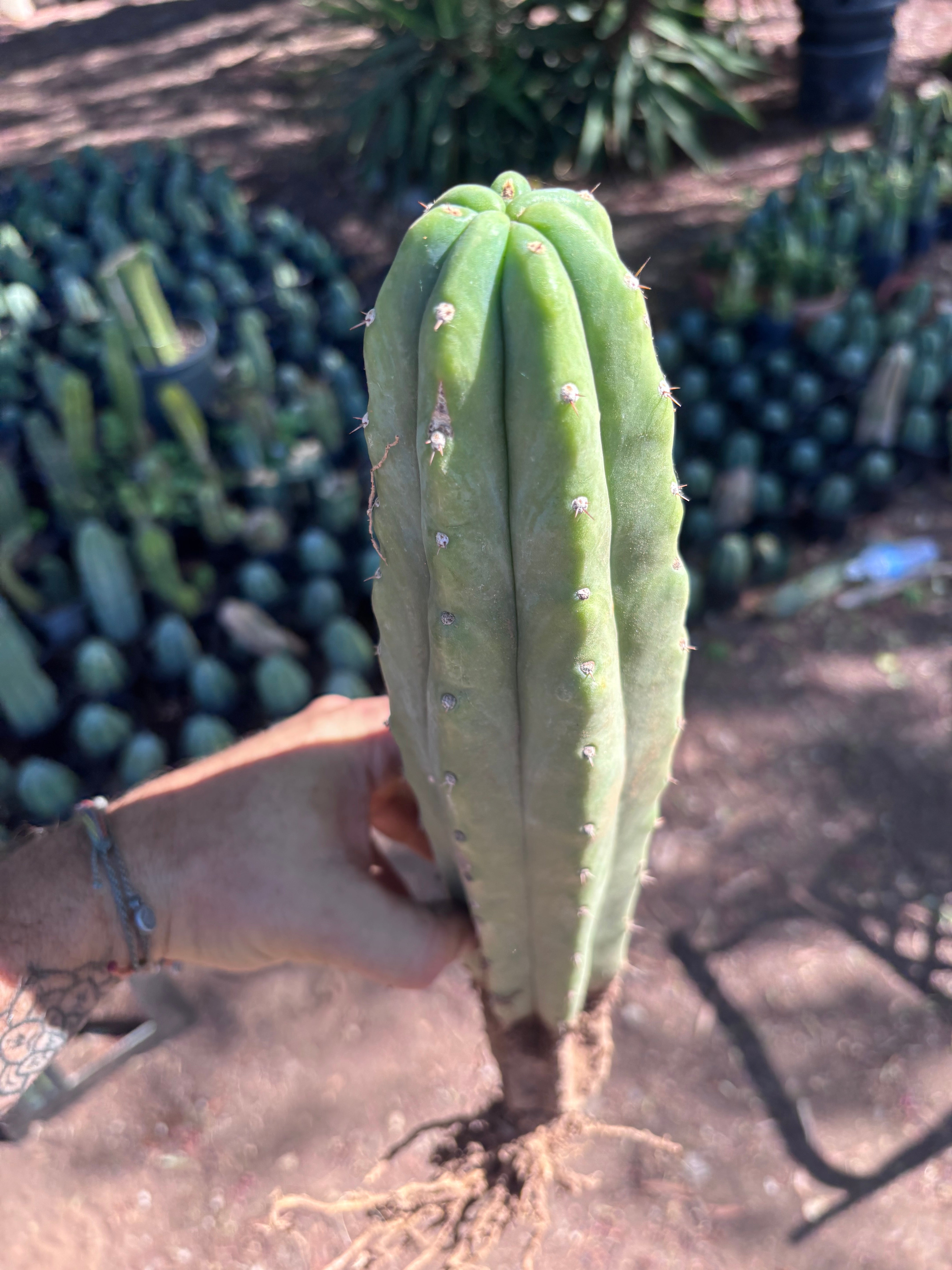 👑🌶️🌶️ Landfill — XL Rooted 16”