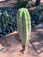 👑🌶️🌶️ Landfill — XL Rooted 16”