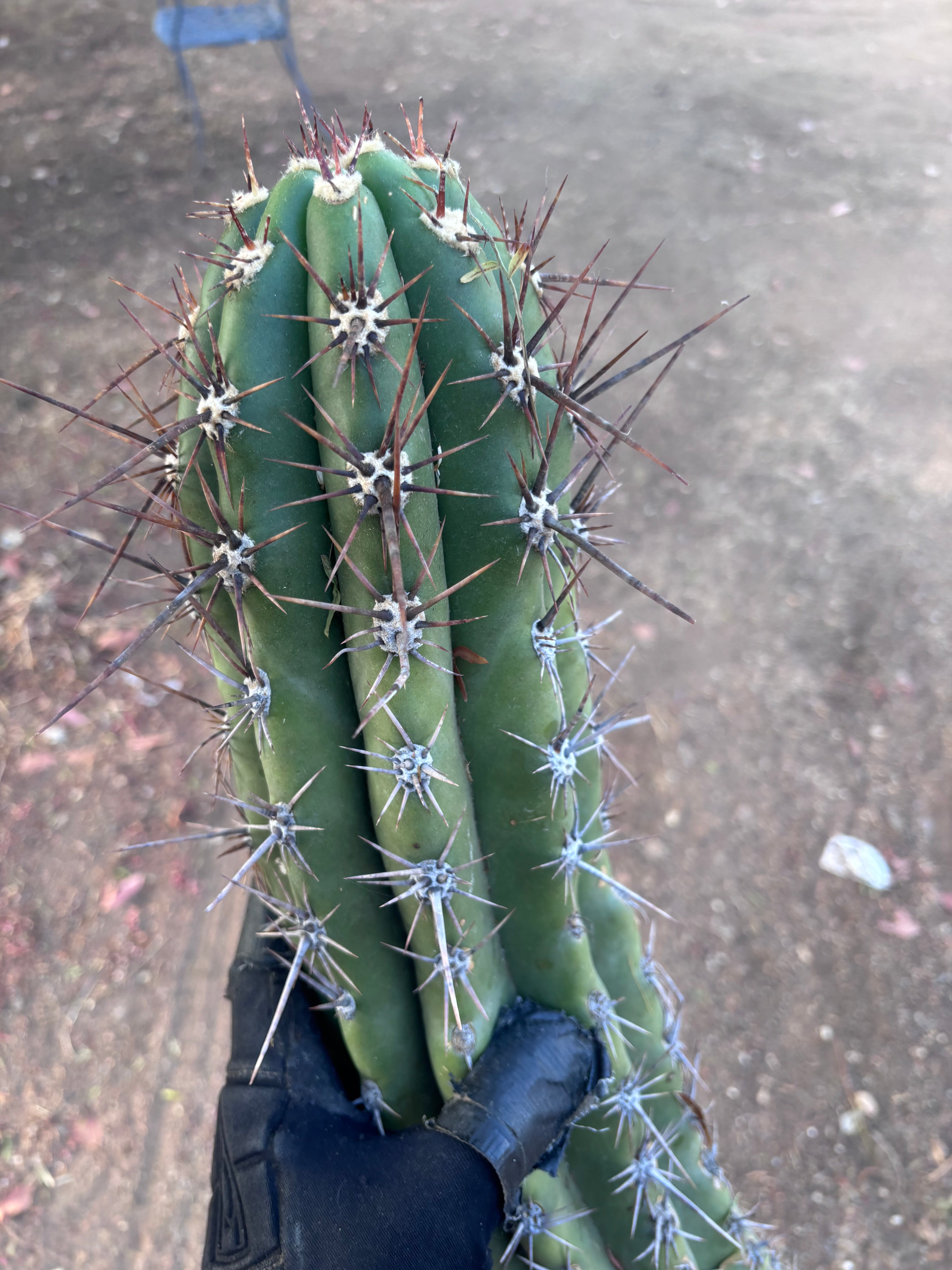 💎 Taquimbalensis — XL 17” Pup
