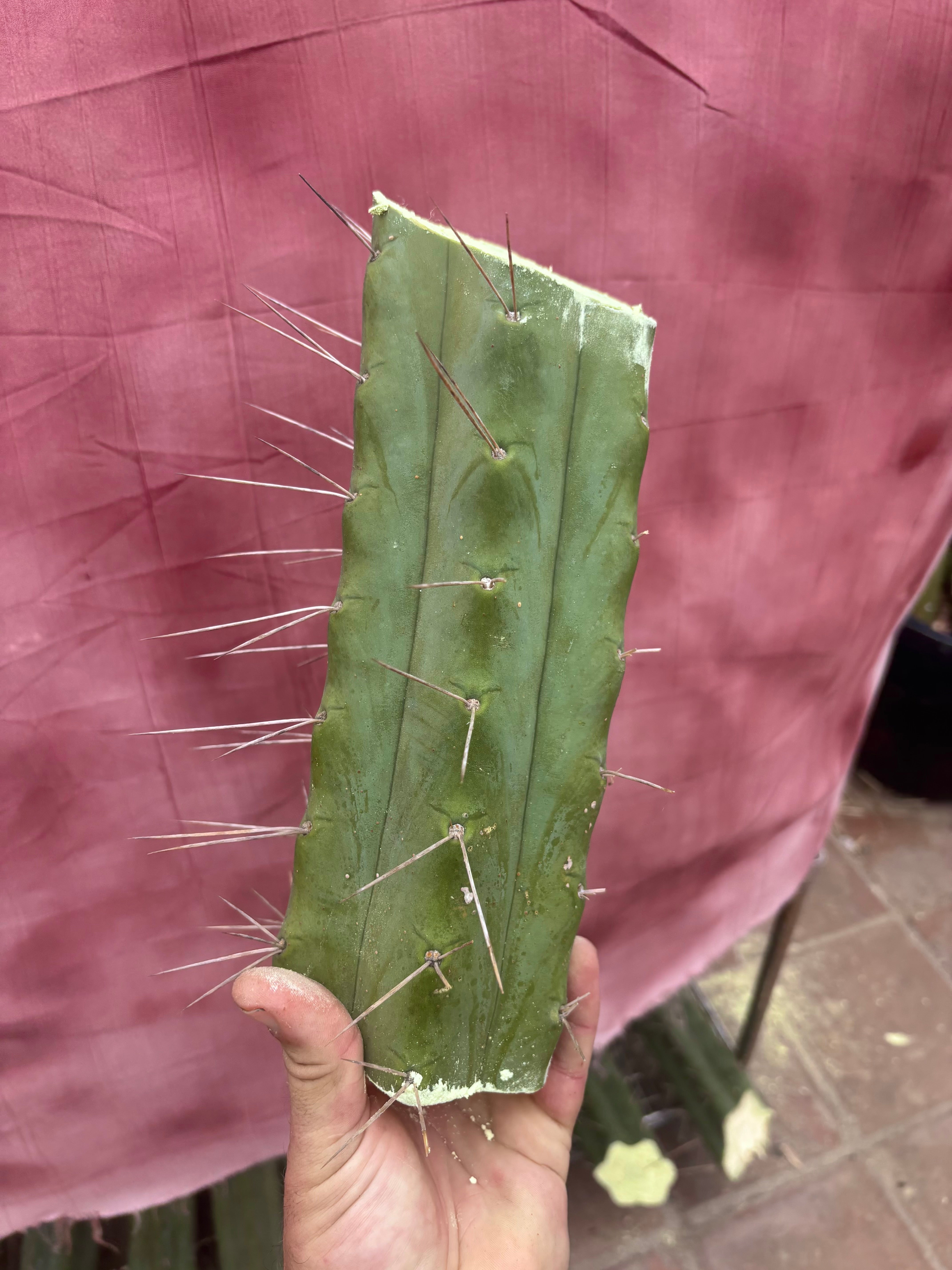 👑🌶️🌶️ Eileen — 10” Mega Mids (3)