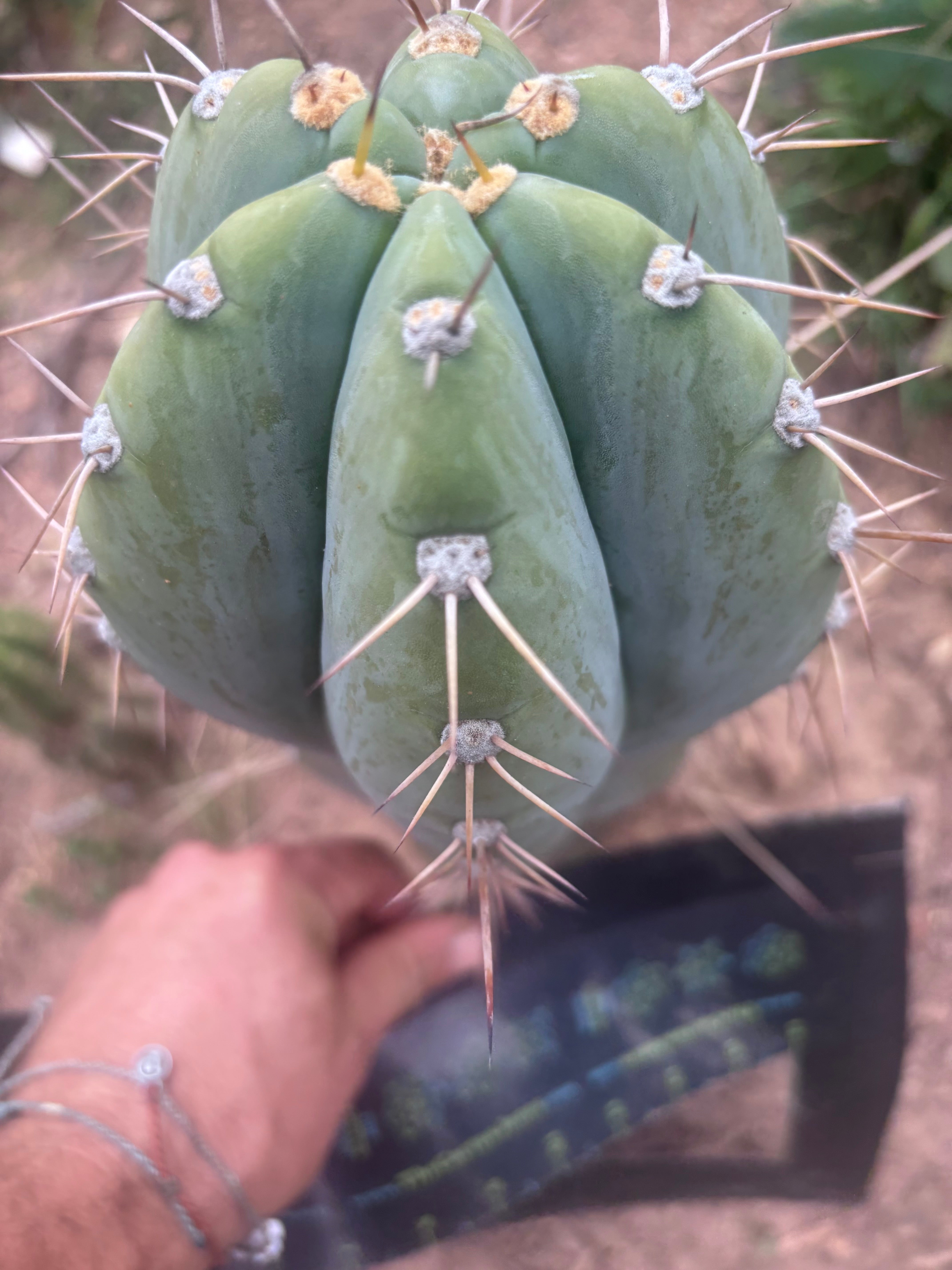 💎👑🌶️ CGG — Massive 10” Tip