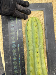 👑🌶️ Tom Juuls Giant  — Thick 12” Tip