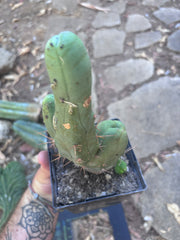 👑🌶️🌶️  TBM Clone B — Fully Rooted