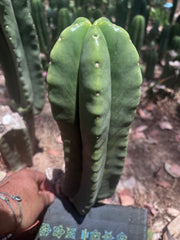 👑💎🌶️ Zulk — Fat 12” Pup