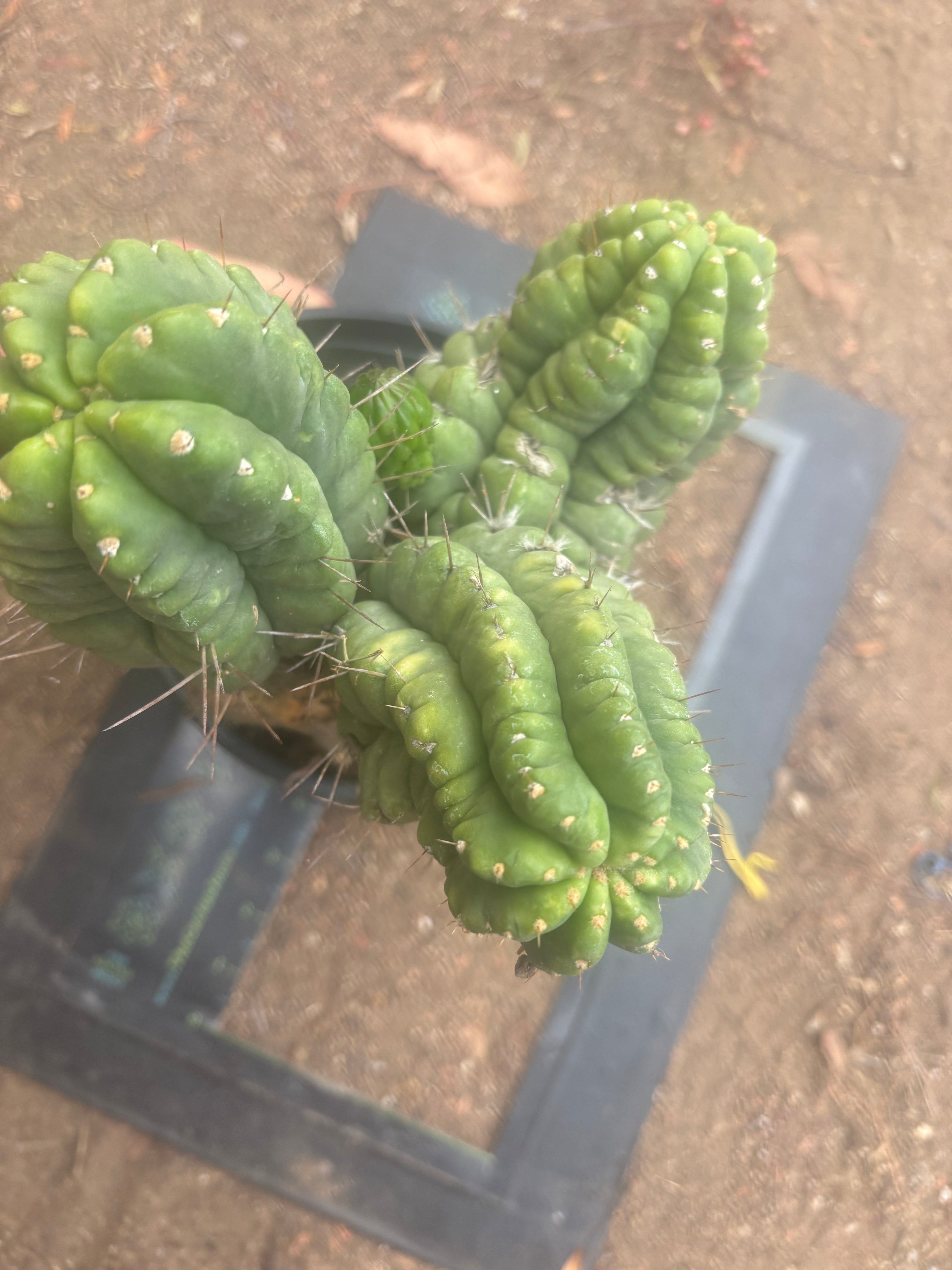 💎👑💎 Havran — XL Established Graft on Rooted PC