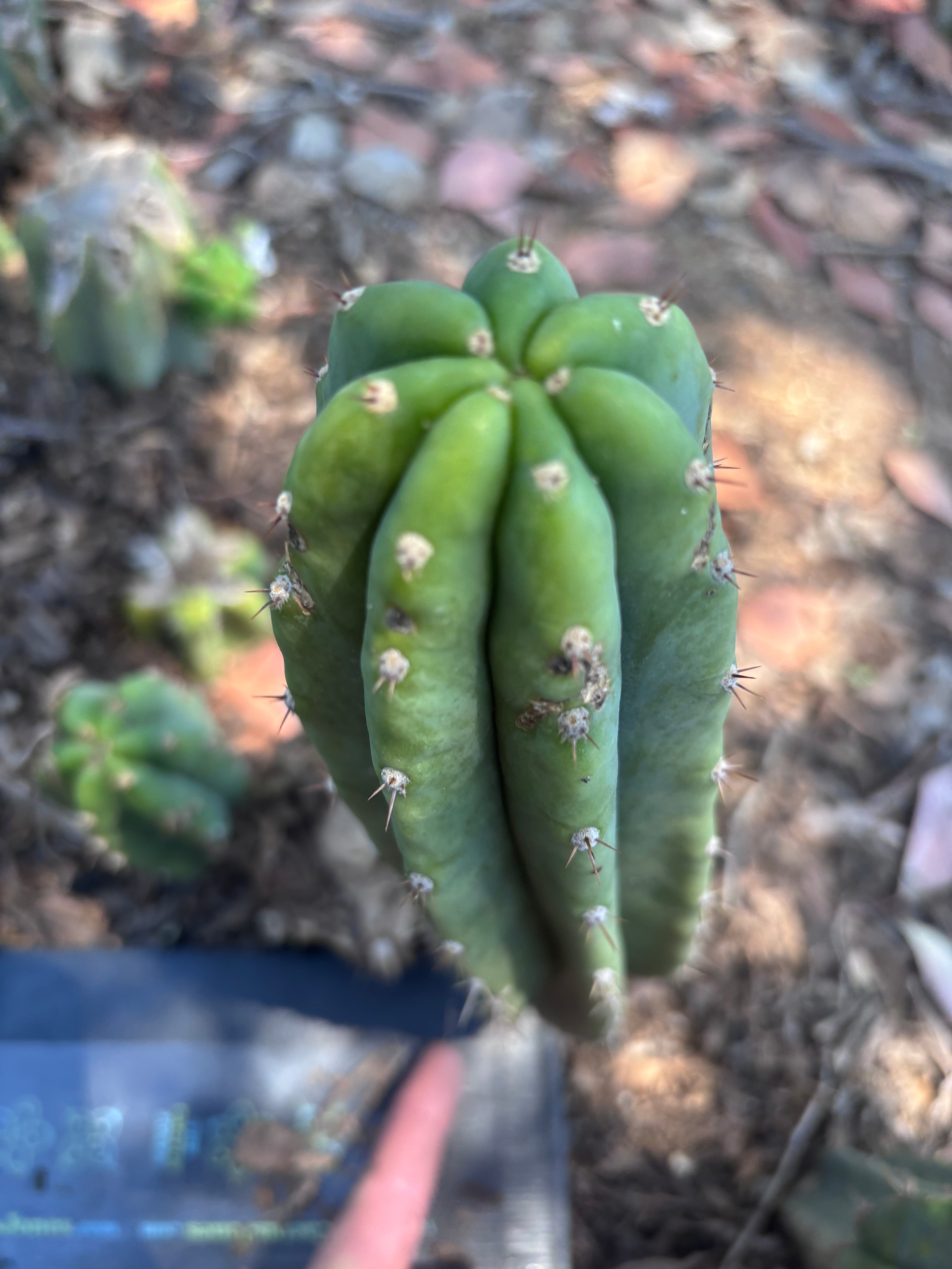 👑🌶️🌶️ Landfill — Another 10” Pup