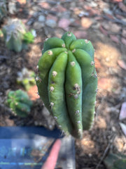 👑🌶️🌶️ Landfill — Another 10” Pup