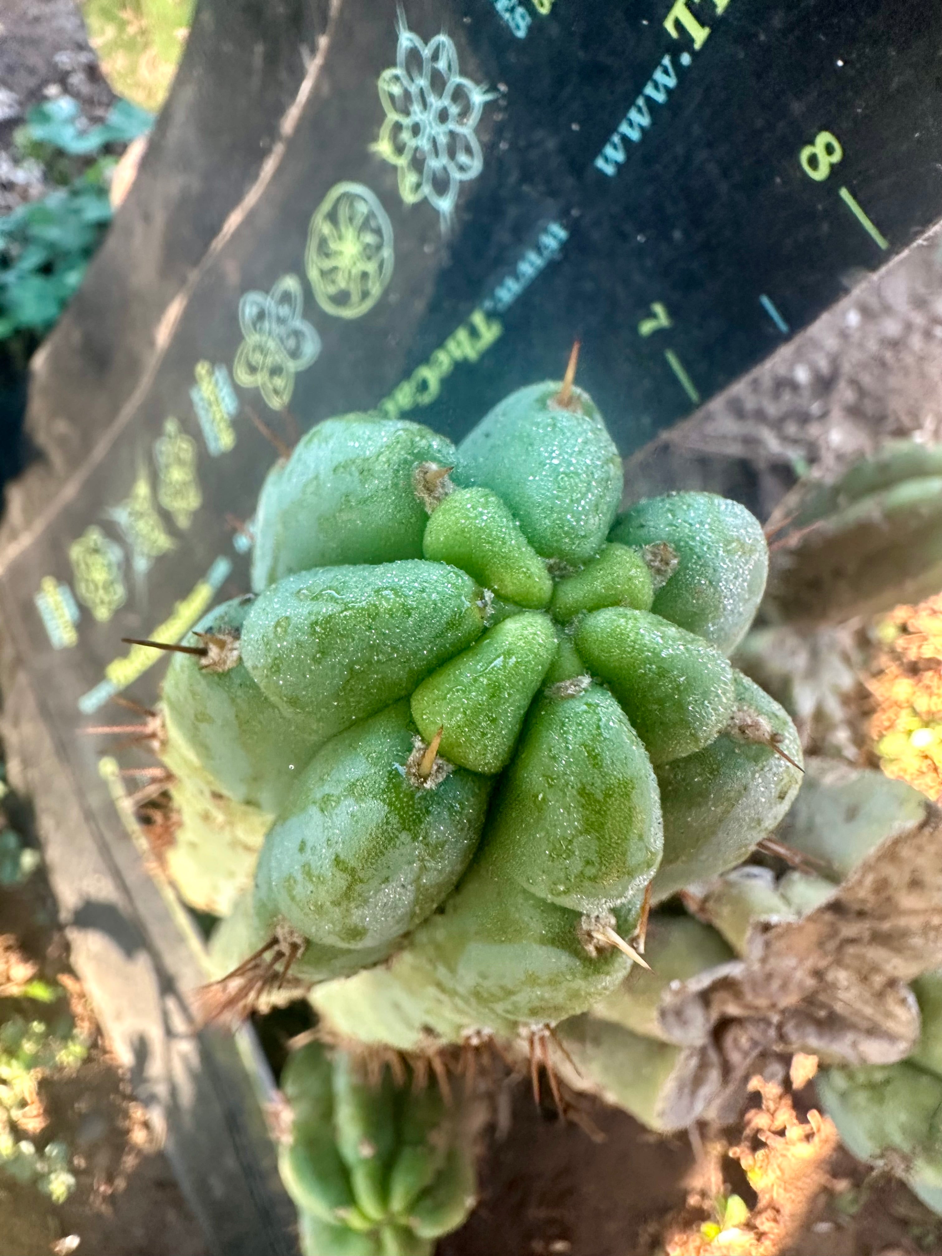 💎👑🌶️🌶️ Another Austy’s Bomb (TNT) — 8” Pup