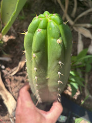 👑🌶️ Maranonensis — Thick 10” Pup