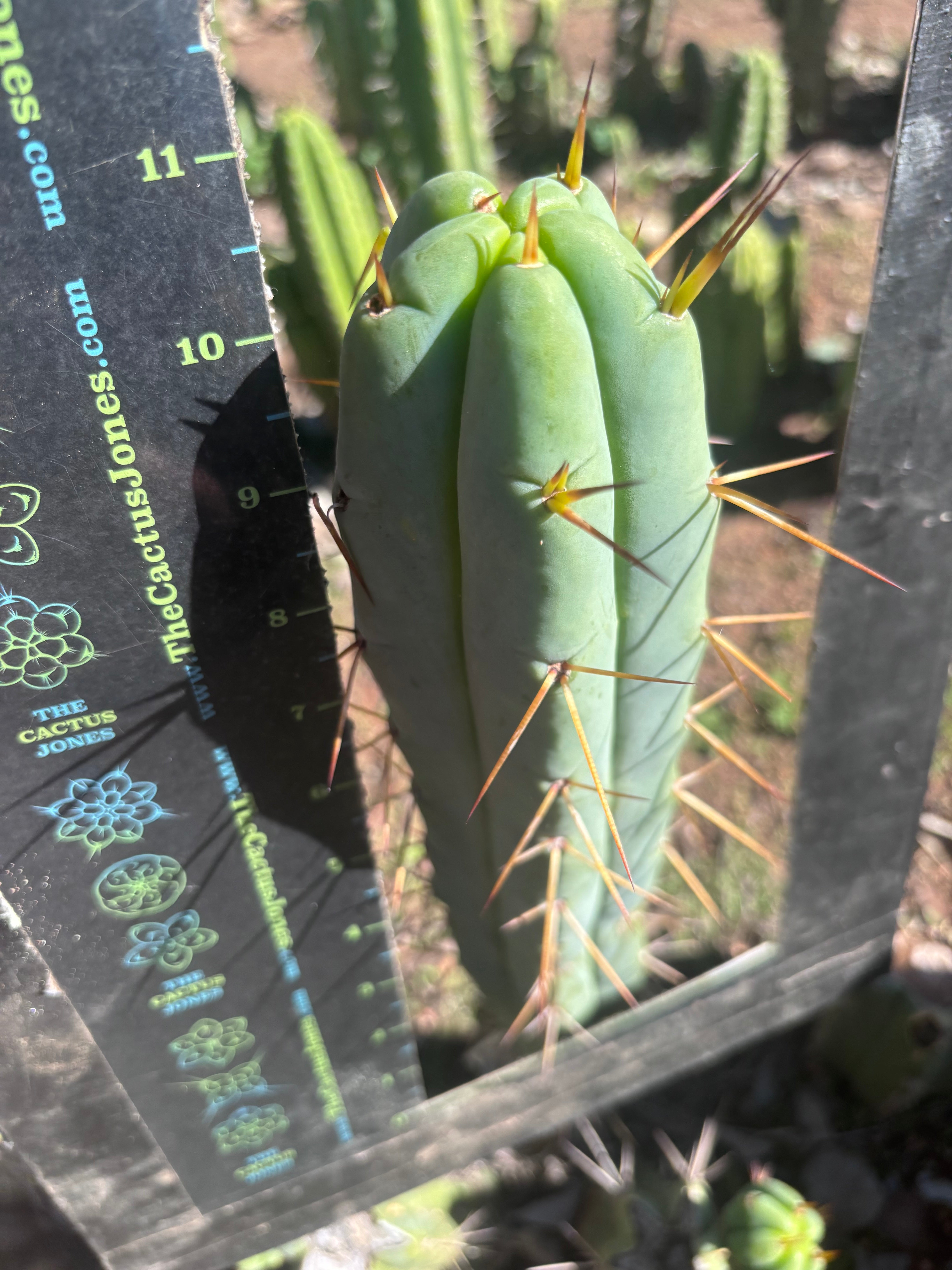 👑🌶️ Basement Shaman — 11” Tip