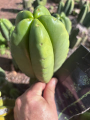 💎👑💎🌶️ Ferah — Chonky 6” Tip