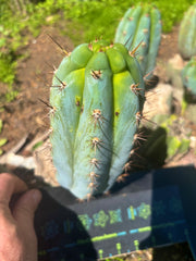 💎👑  Bart! — Chubby 8” Pup