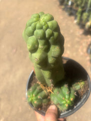💎 Malo4 x TPM — Rooted Mini Stand
