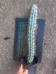 💎 Stenocereus Beneckei — XL 21” Fully Rooted