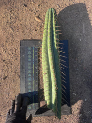 👑🌶️💎 Xochi — XXL 21” Tip