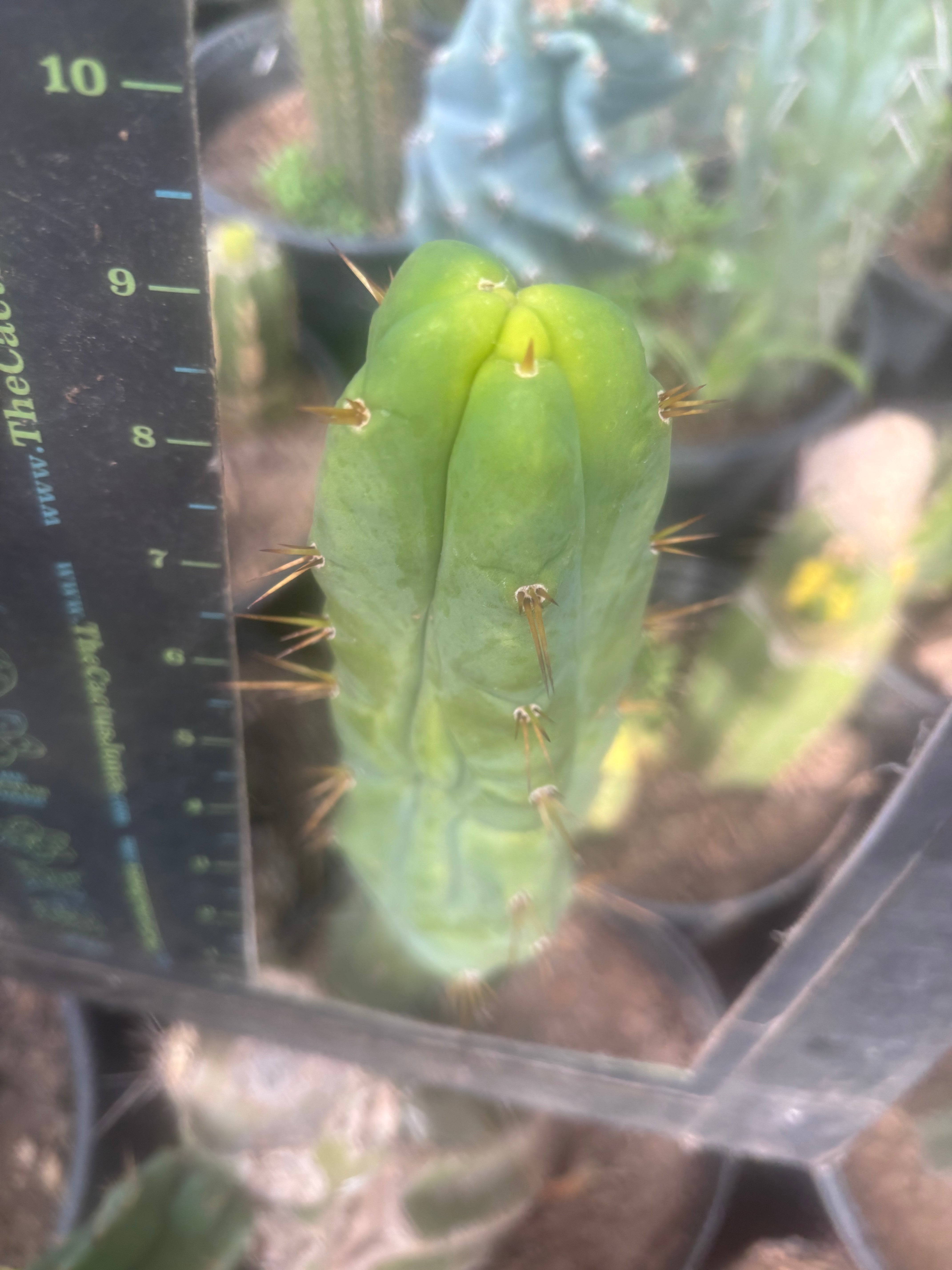 💎👑🌶️ Bruce — 9” Tip