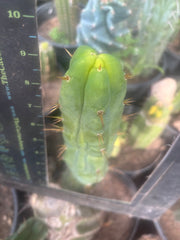 💎👑🌶️ Bruce — 9” Tip