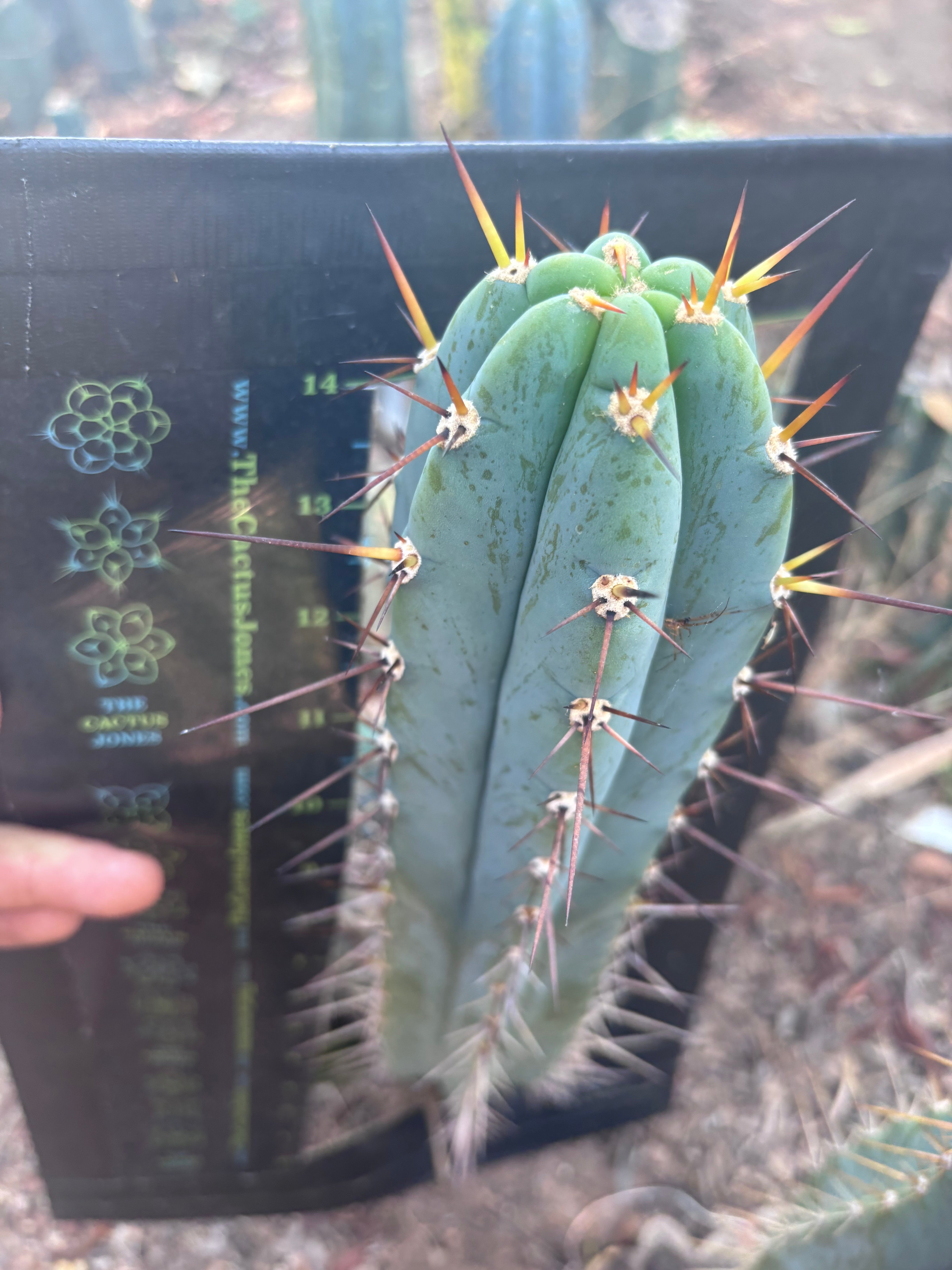 💎👑💎 Rosei 2 — XL 15” Pup