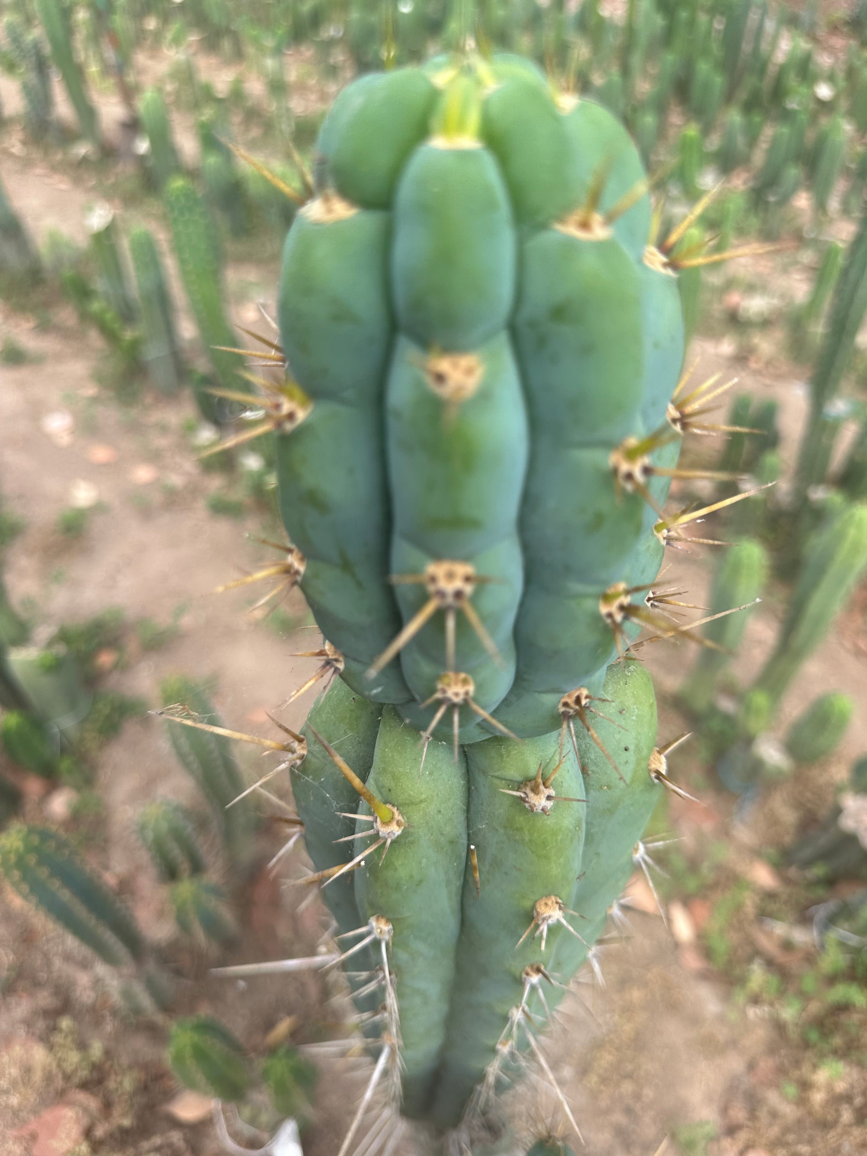 Colossus x Clyde  — XL 14” Tip