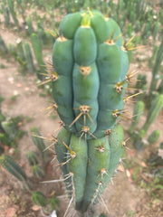 Colossus x Clyde  — XL 14” Tip