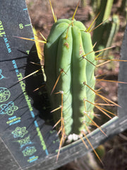 👑🌶️ MJC01  — 8” Pup