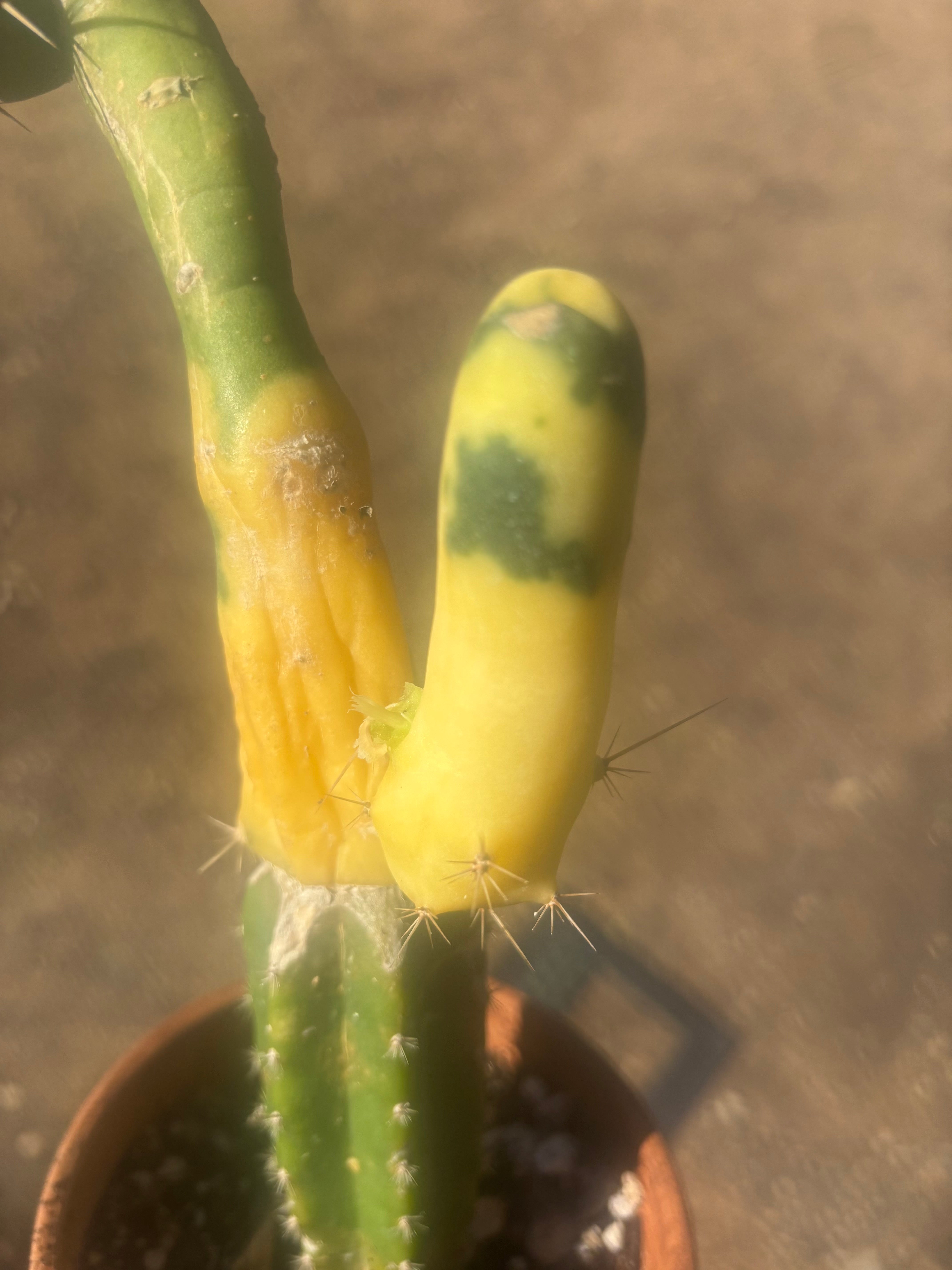 💎👑💎🌶️🌶️ TBM-b Variegated— Long Established Graft on Rooted Stock