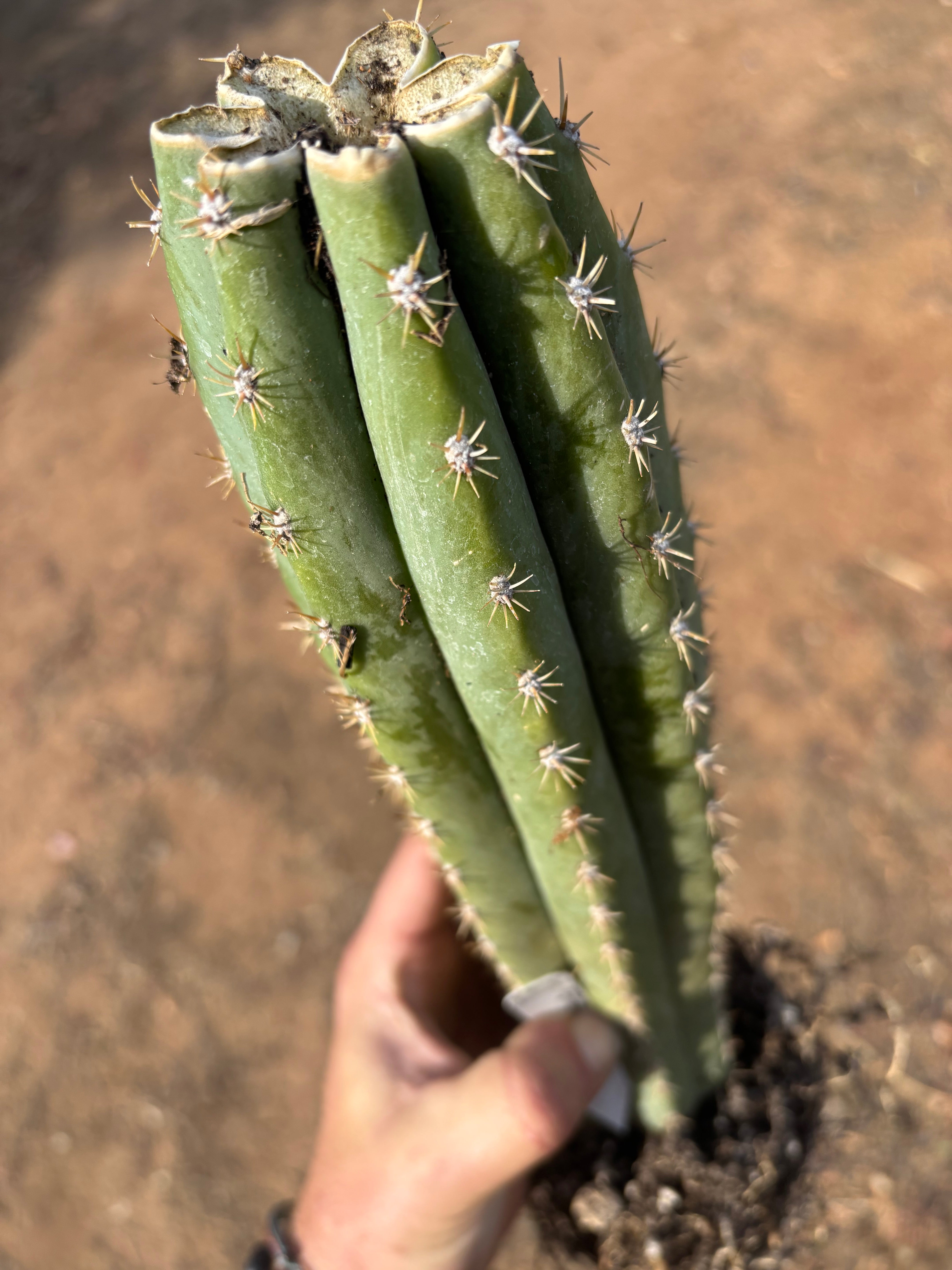 🌶️ Tipz x Super Pedro — 14” Fully Rooted Stump