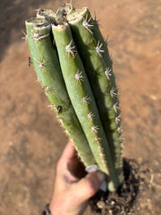 🌶️ Tipz x Super Pedro — 14” Fully Rooted Stump