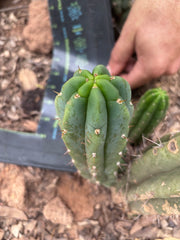 💎👑🌶️🌶️ Austy’s Bomb — 6” Pup