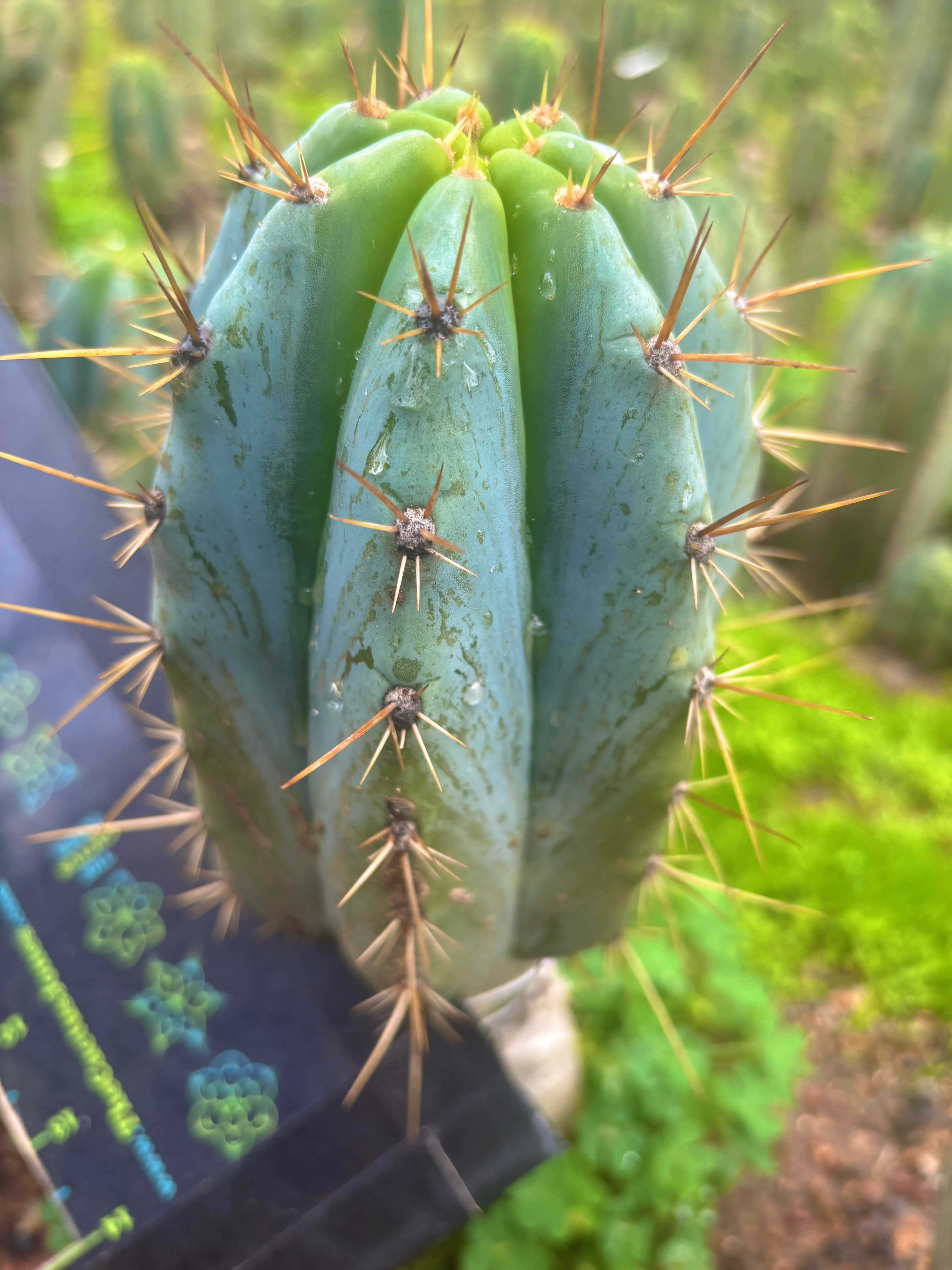 👑💎 Rimac — Fat Pup
