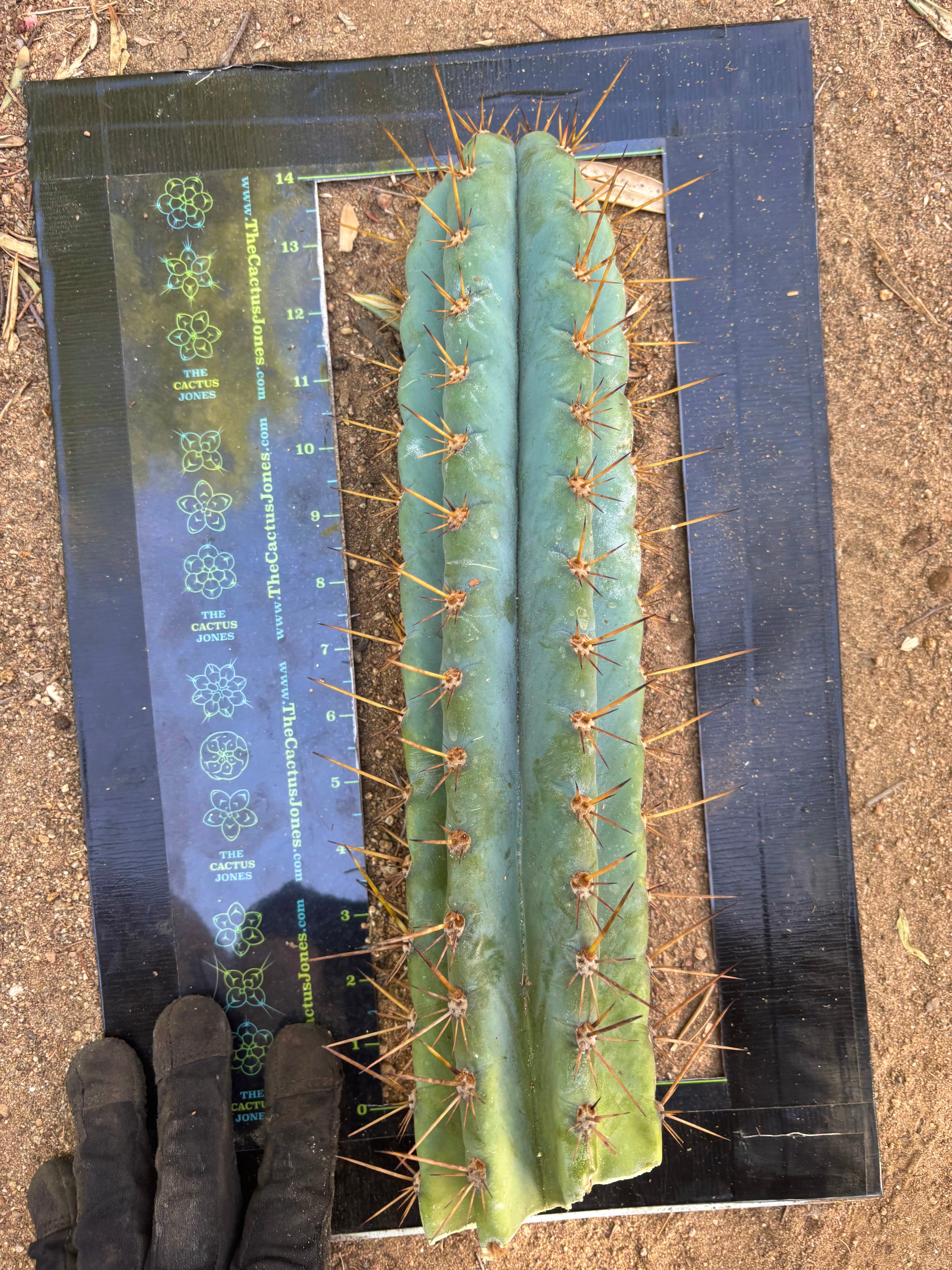 Custom Listing for JAYMATIC