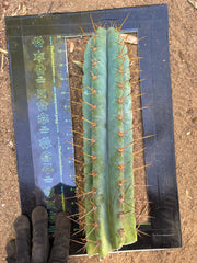 Custom Listing for JAYMATIC