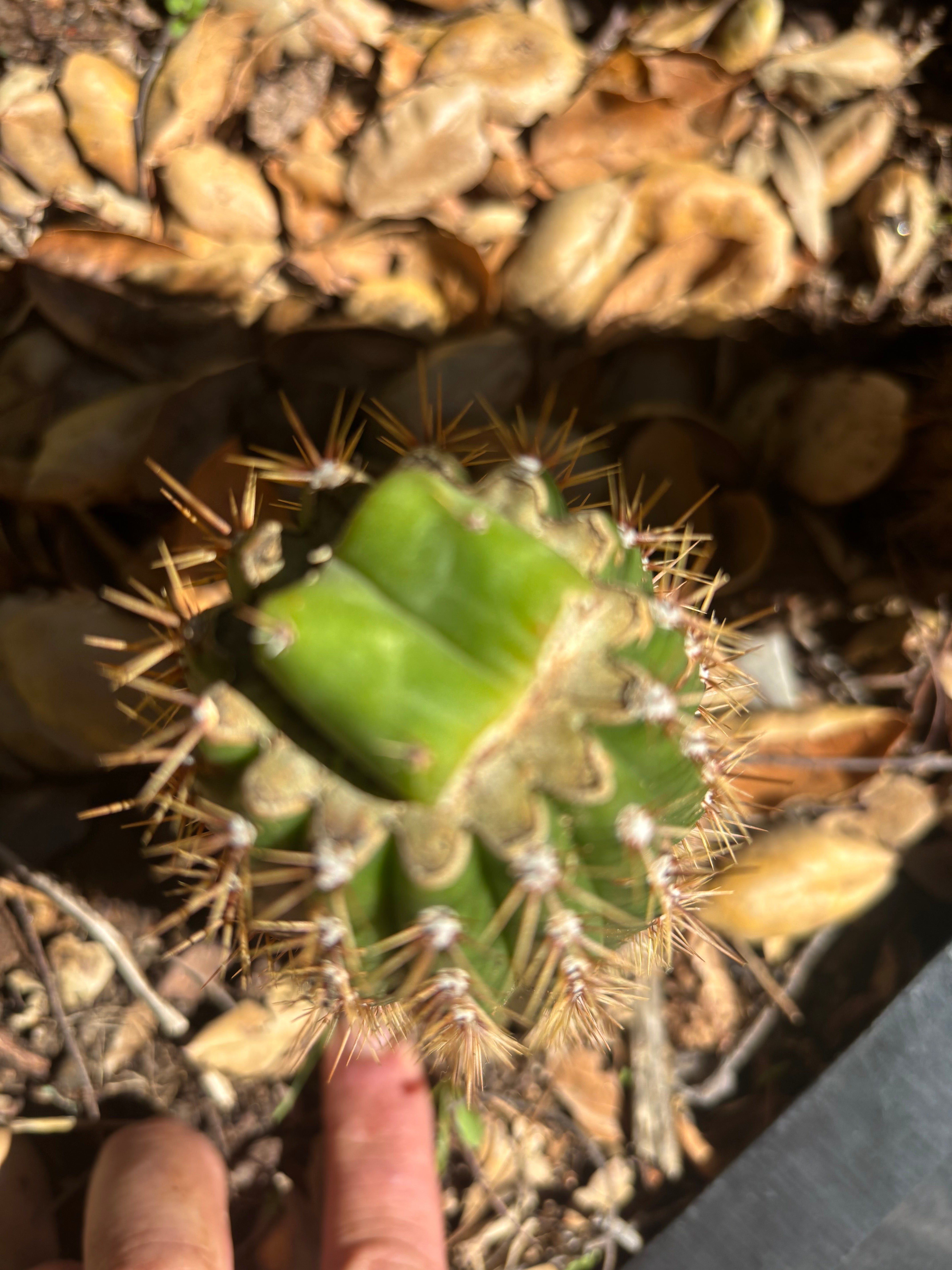 👑🌶️🌶️ KR04 — Rooted Slab Graft