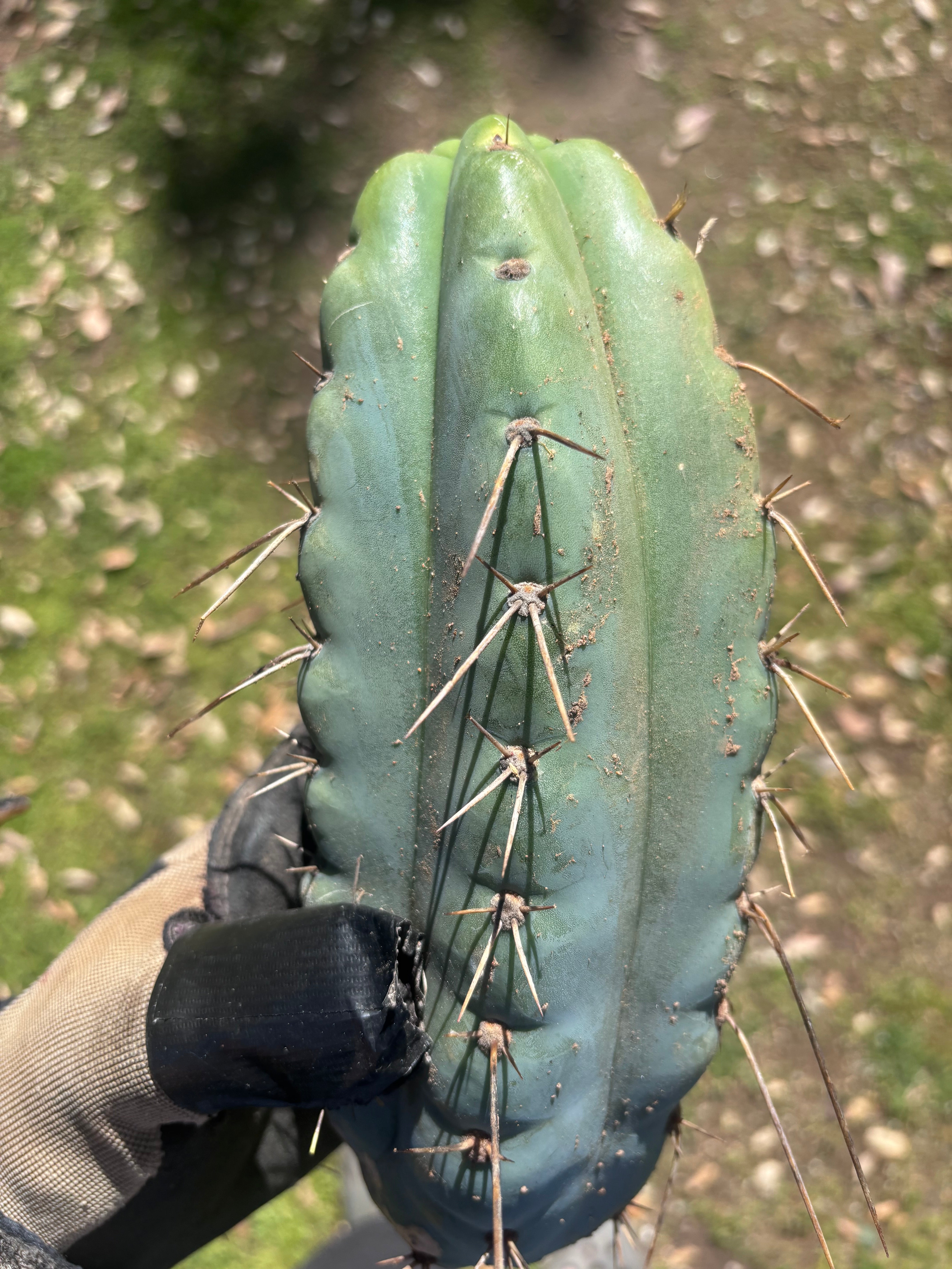 💎🌶️🌶️ NOM — Beefy 10” Pup