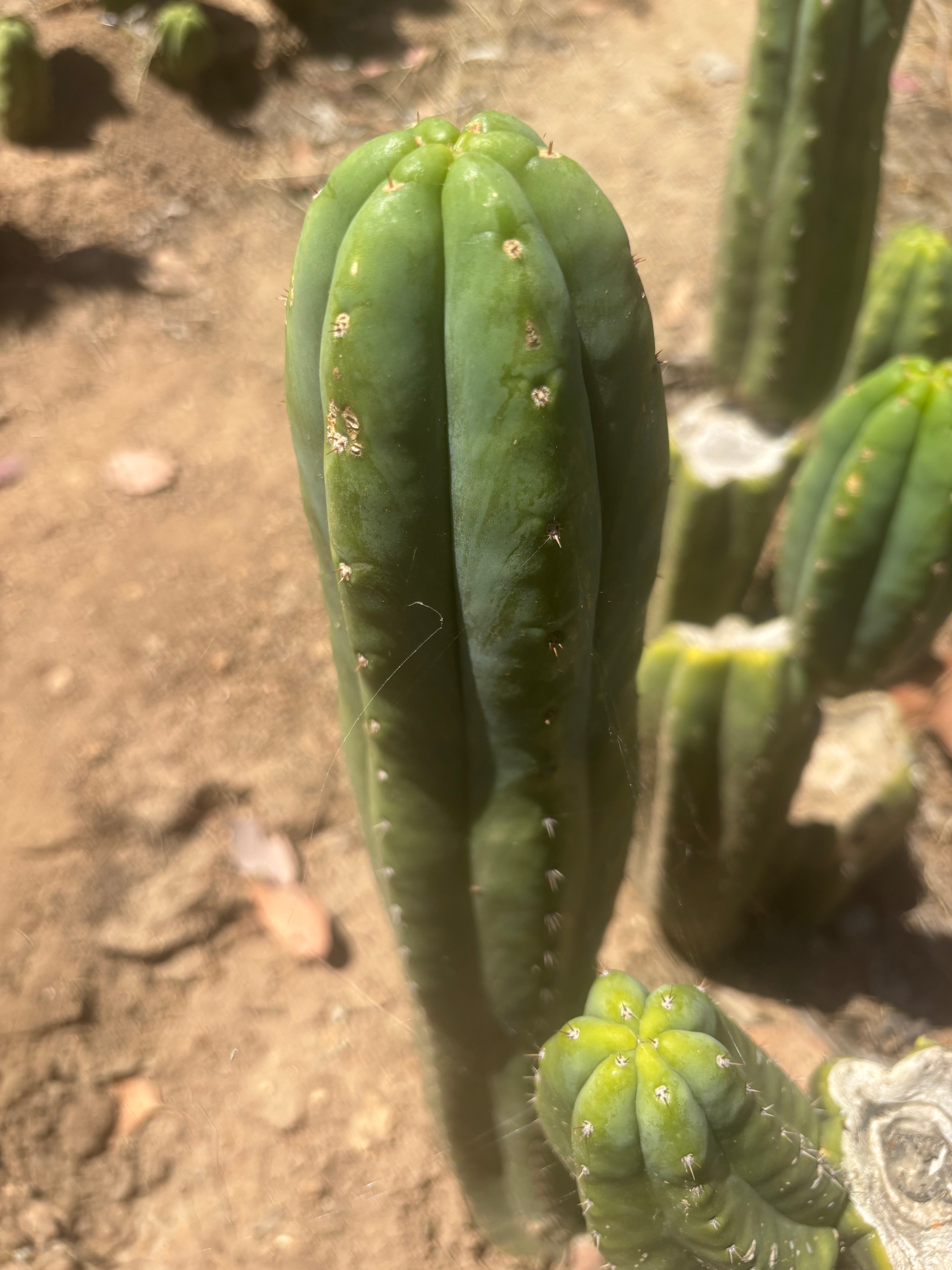 👑🌶️🌶️ Ogun — Another 14” Tip