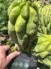 🦄💎 Spagett — Melty 11” Tip