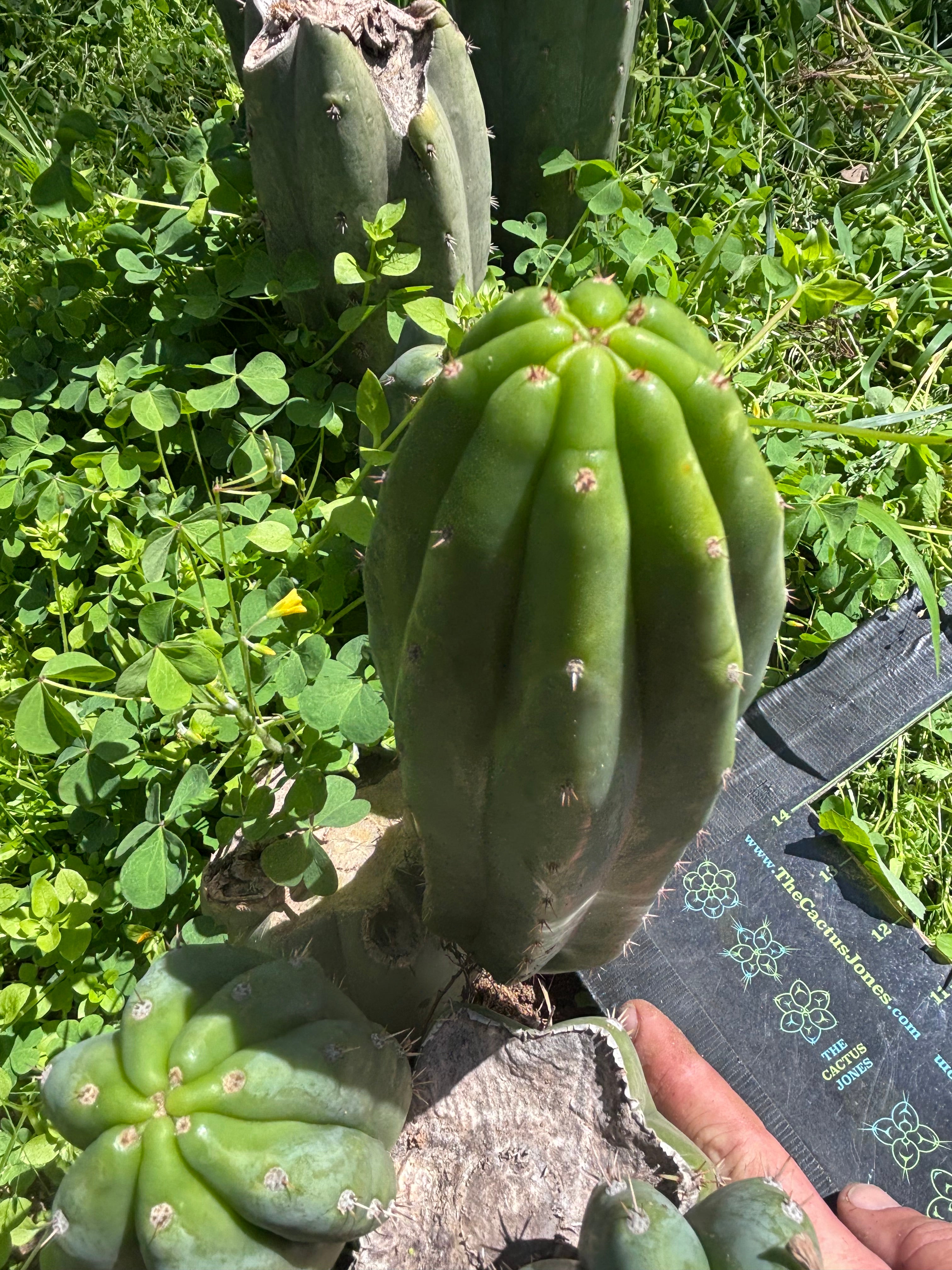 👑🌶️🌶️ Landfill — 9” Pup